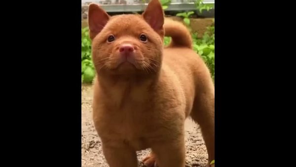 Котопес собака хмонг