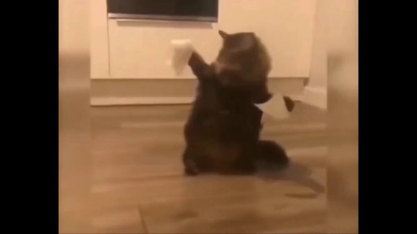 Котик упал на спину