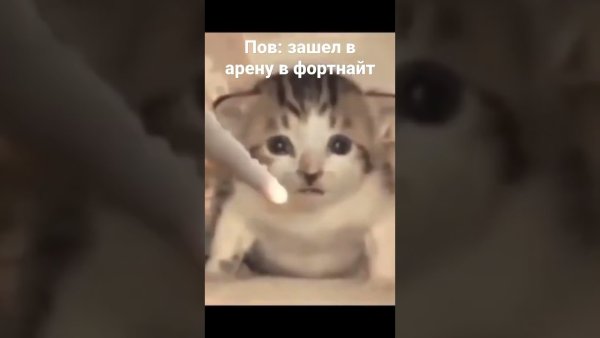 Котёнка взрывают Мем