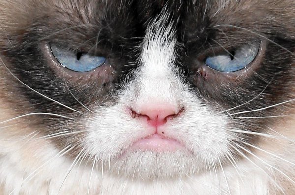 Недовольная рожа кота