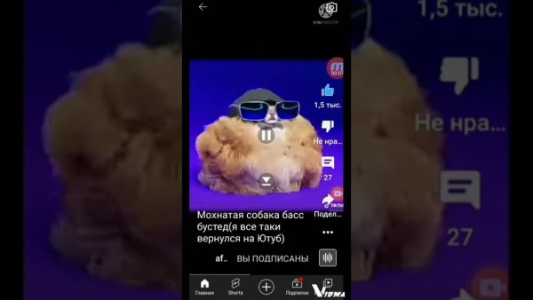 Мохнатая собака из тик тока