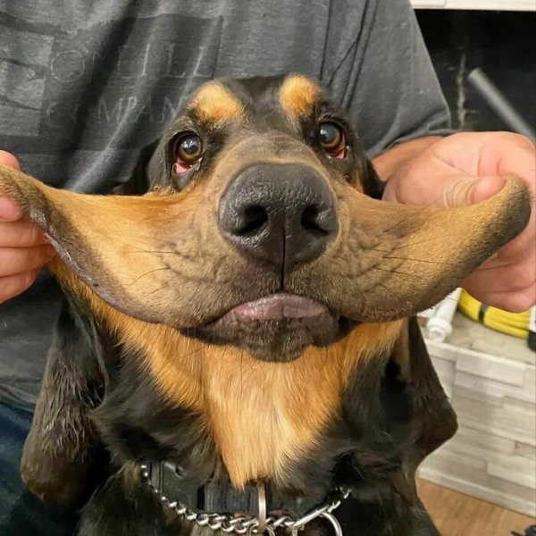 Собачка с щечками