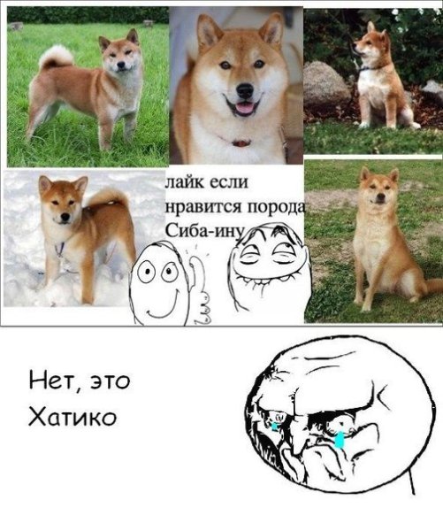 С собакой сиба ину