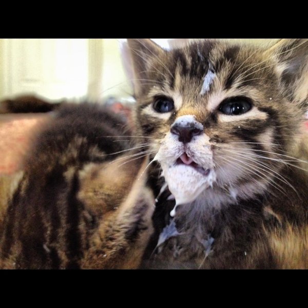 Кот в сметане