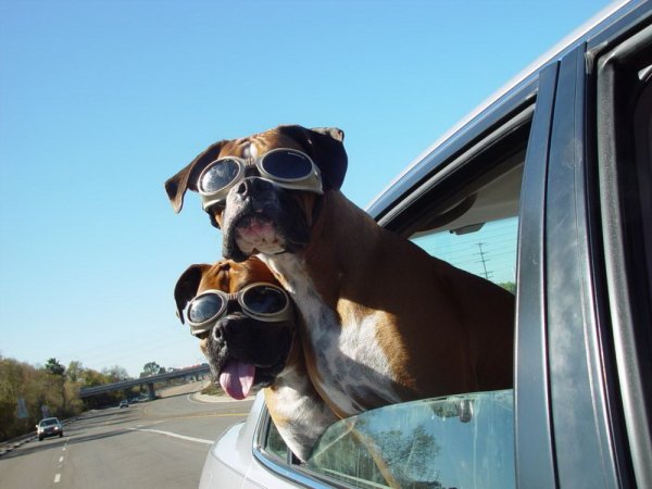 Крутая собака