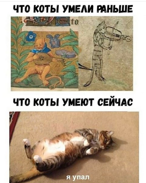 Коты раньше коты сейчас