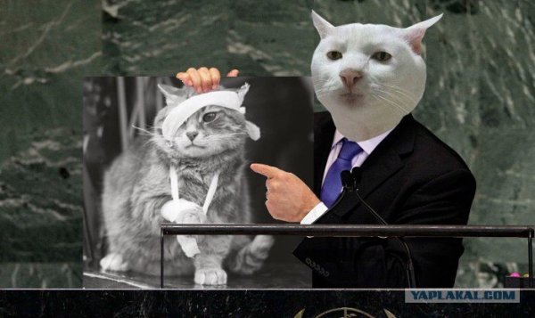 Белый кот в пиджаке