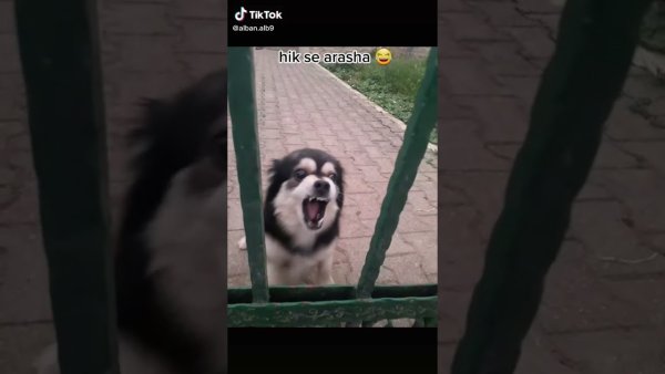 Собака за забором