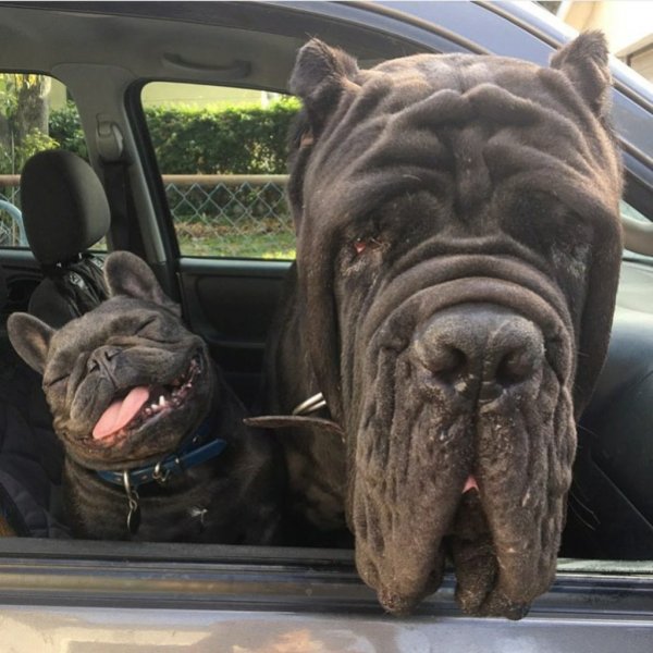 Прикольные картинки с собаками