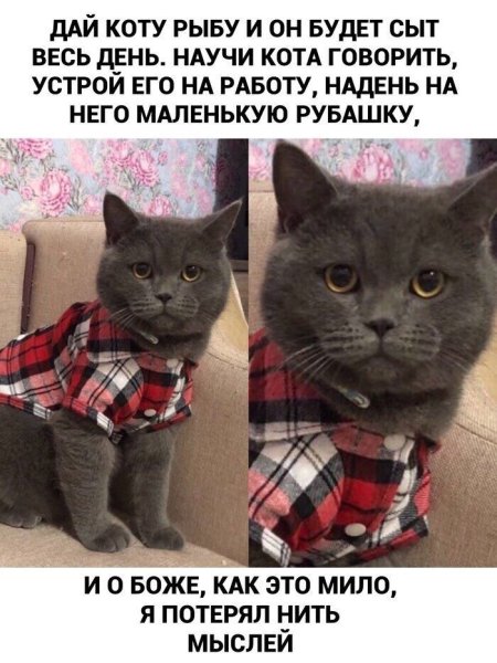Смешные мемы с котами и надписями