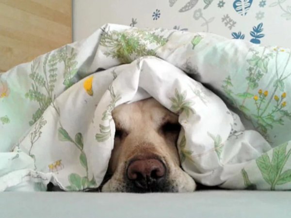 Щенок под одеялом