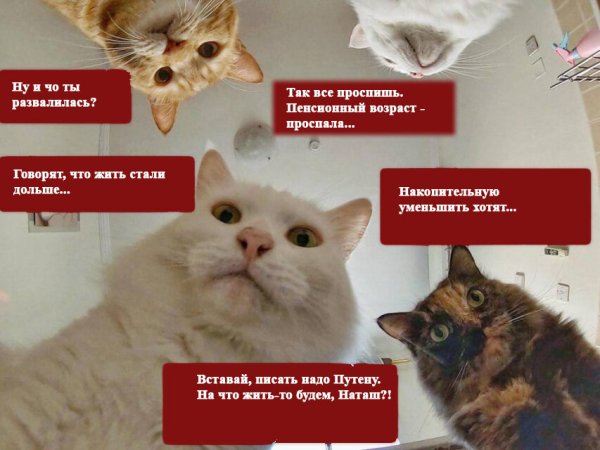 Наташины котики новые