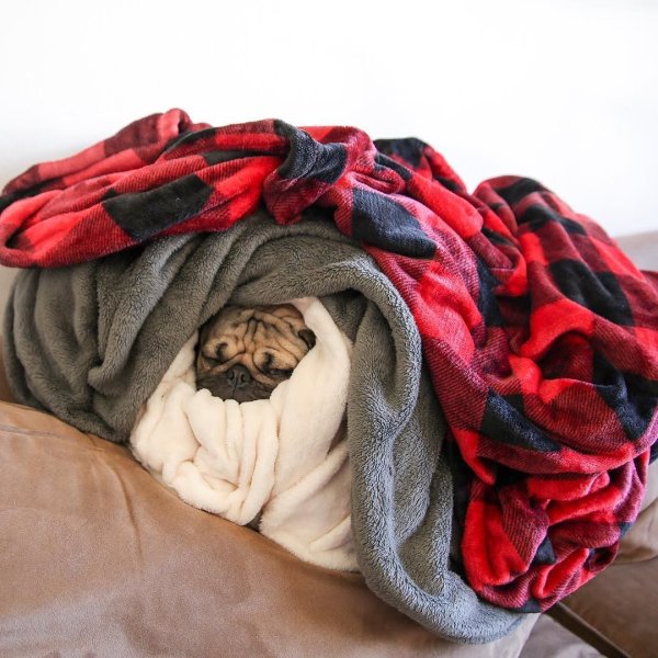 Укутанная в плед