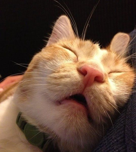 Спящий кот смешной