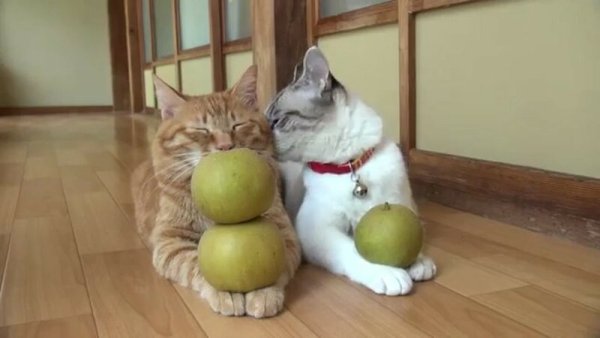 Кот ест яблоко