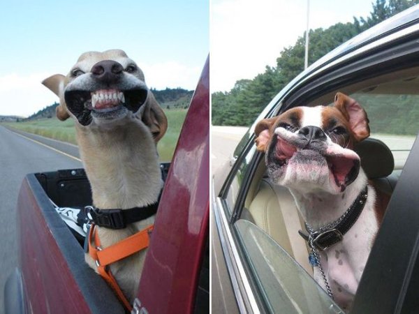 Собака в окне машины