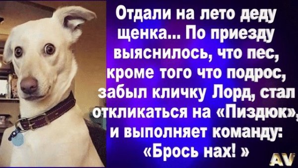 Анекдоты про собак