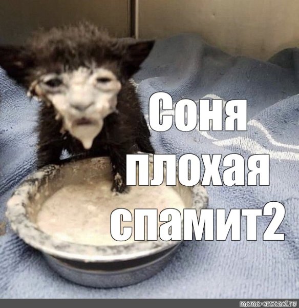 Котик морда в сметане