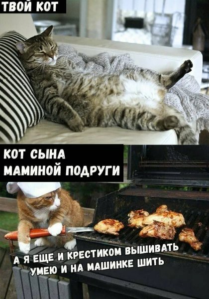 Новый кот
