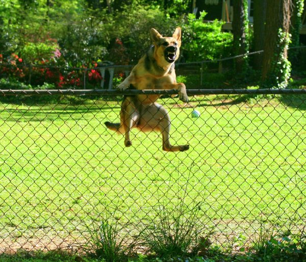 Собака перепрыгнула забор