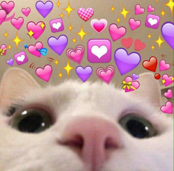 Кот с сердечками