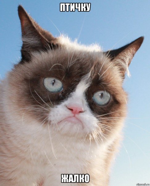 Кот Мем