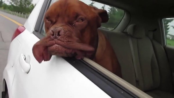 Автомобиль собака