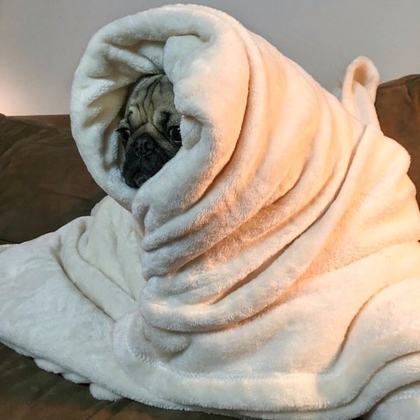 Кот завернутый в одеяло