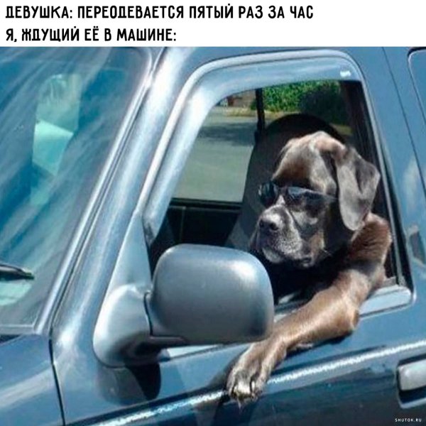 Собака в очках в машине