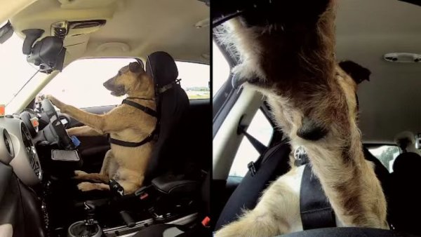 Собака водит машину