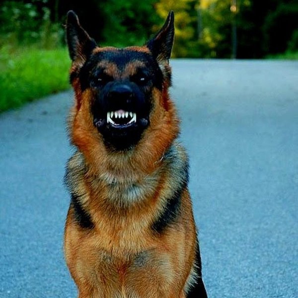 Немецкая овчарка ариец