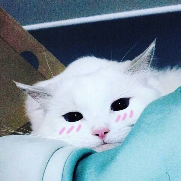 Милый котик с сердечками над головой