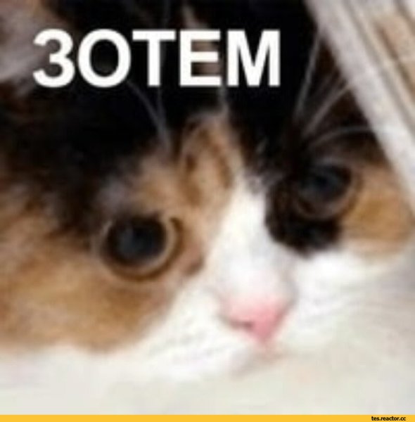Зачем Мем кот