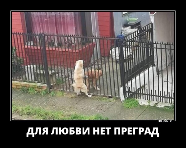 Любовь не знает границ преград