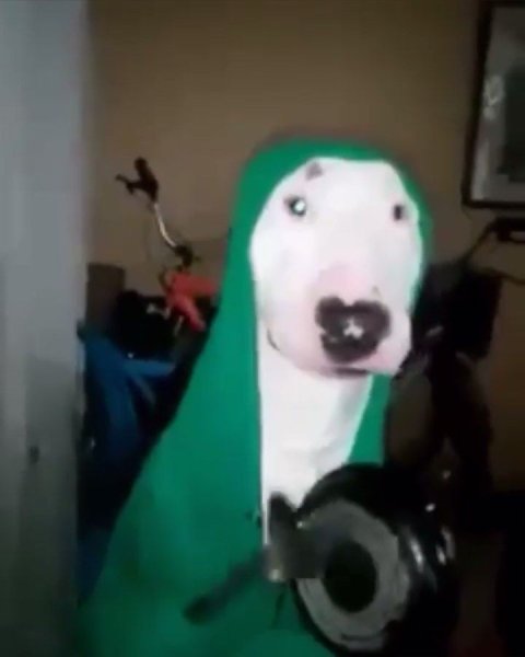 Билли собака