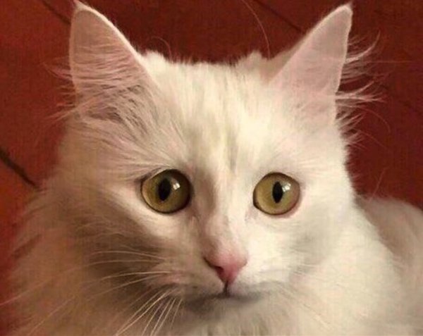 Мемы с котиками