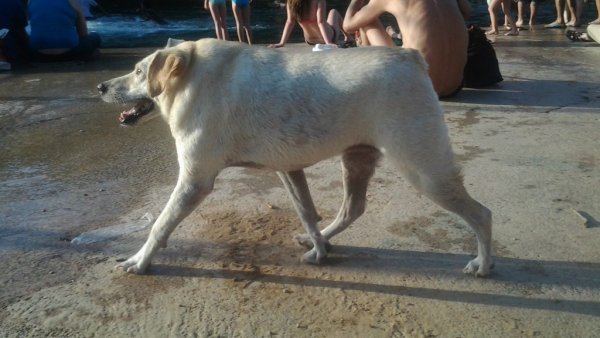 Собака сутулая прикол