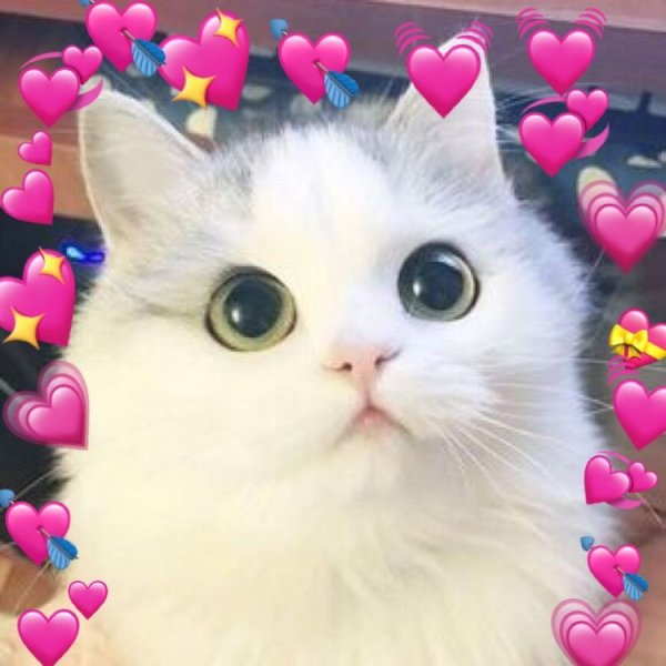 Няшный котик