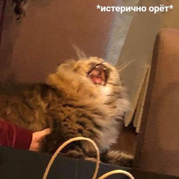 Кричащий кот