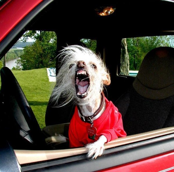 Собака за рулем