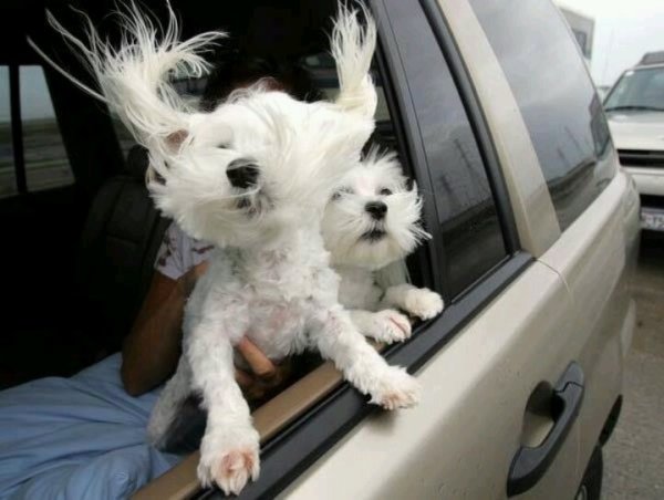 Собака на ветру в машине