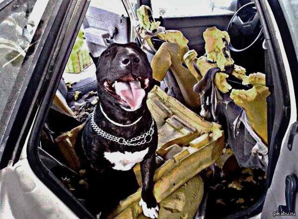 Собака в машине юмор