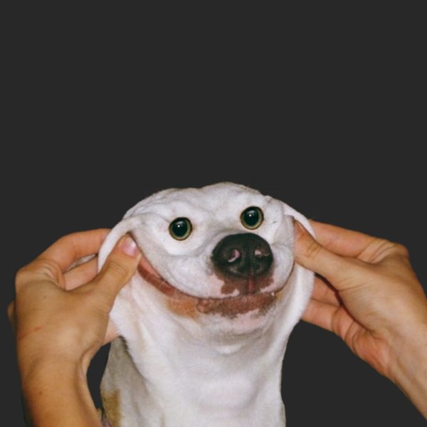 Упоротая собака прикол