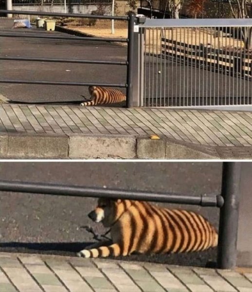 Ограждение тигров