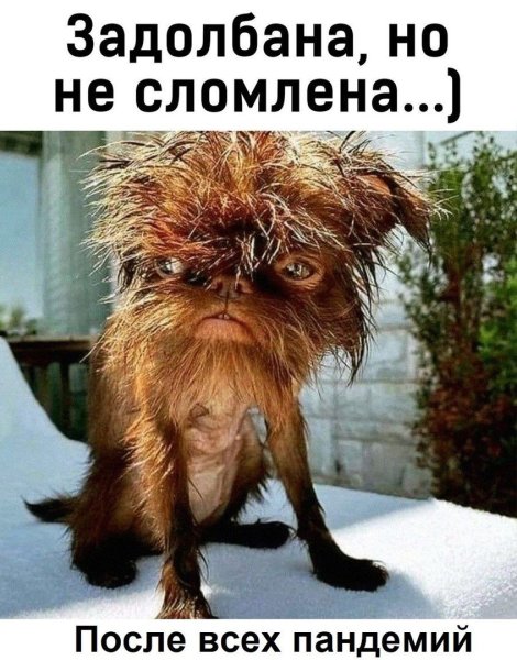 Смешная лохматая собака