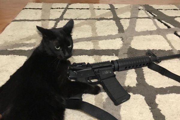 Кот с оружием