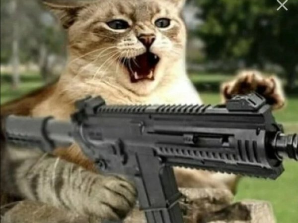 Кот с ружьем