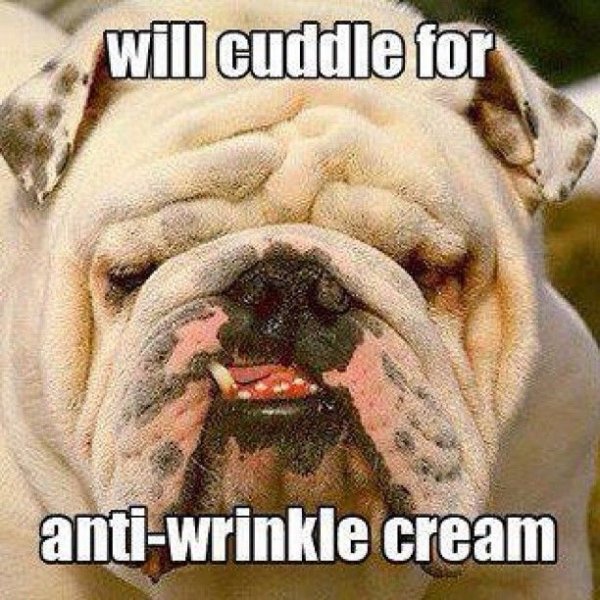 Бульдог с морщинами