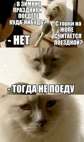 Мемы с котами и надписями