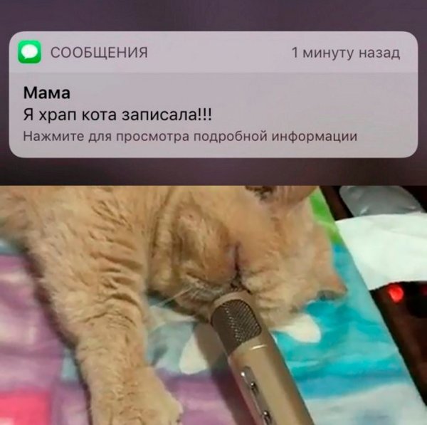 Котик записывает голосовое
